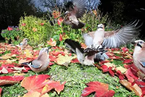 Squabbling: Jay - birds in garden squabbling over food, autumn