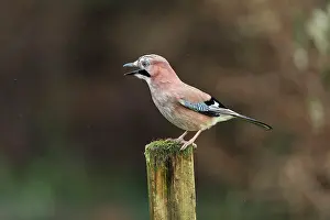 Post: Jay - Calling - UK