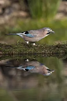 Jays: Jay - Cornwall - UK