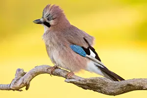 Perch: Jay, European Jay, Jay, eurasian jay (Garrulus glandarius)