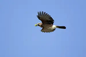 Acorns: Jay - In flight with acorn in beak
