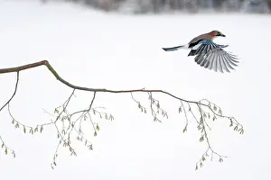 Hazelnut: jay - in flight over hazelnut branch