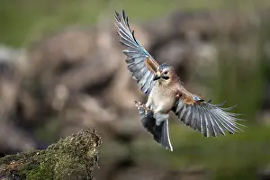 Jays: Jay - in Flight about to Land - Cornwall - UK