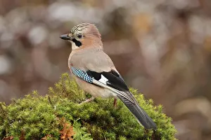 Corvid: Jay (Garrulus glandarius) Allgcu, Bavaria, Germany