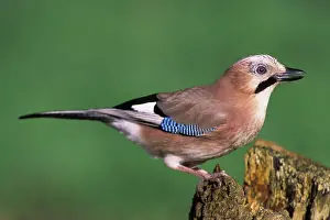 Jay