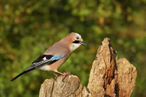 Jay