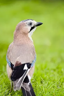 Jays: Jay - Norfolk UK