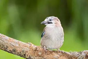 Jays: Jay - Norfolk UK