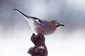 Corvids: JAY - perched on branch, side-view