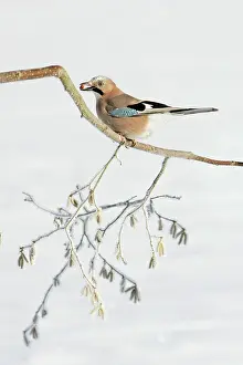 Hazelnut: jay - perched on frost covered hazelnut branch