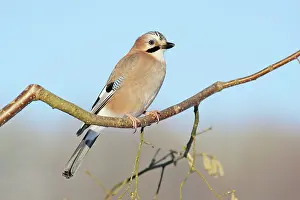 Hazelnut: jay - perched in hazelnut branch