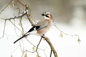 Hazelnut: Jay - perched in hazelnut bush, winter