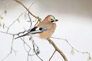 Hazelnut: Jay - perched in hazelnut bush, winter
