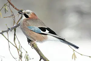 Hazelnut: jay - perched in hazelnut bush, winter