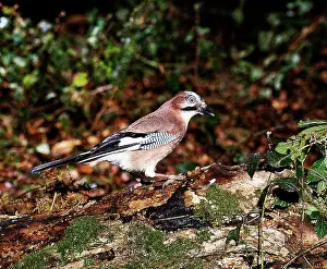 Rotting: Jay - Perched on rotting tree trunk