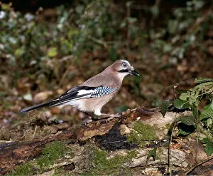 Corvids: JAY - Perched on rotting tree trunk
