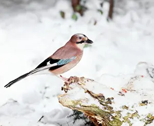 Mark Walker: Jay - perched on tree stump in snow