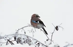 Jays: Jay - Perching on branch in snow