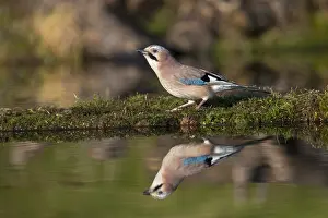 Jays: Jay - at Pond - Cornwall - UK