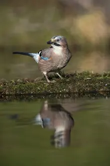 Jays: Jay - at Pond - Cornwall - UK