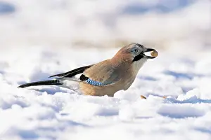 Acorns: Jay - searching for acorns in snow