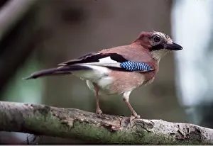 Jays: JAY - standing on branch