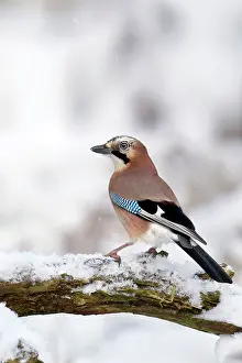 Plovers: Jay - standing on old branch in winter snow - December