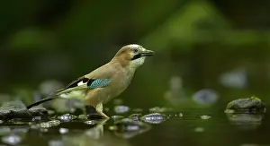 Knypersley: Jay at stream June Knypersley Reservoir, Stoke-on-Trent