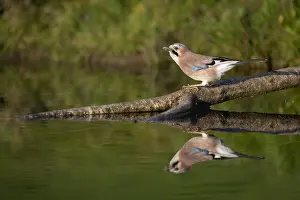 Jays: Jay - at Water with Reflection - Cornwall - UK