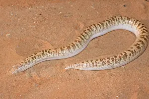 Eryx: Jayakar's Sand Boa / Arabian Sand Boa