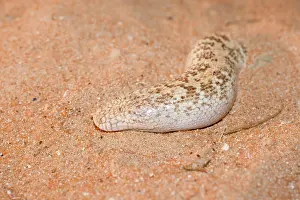 Eryx: Jayakar's Sand Boa / Arabian Sand Boa - partially