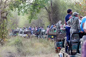 Tours: Jeep Safari in search of the Bengal Tiger