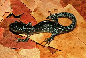Jefferson: Jefferson Salamander