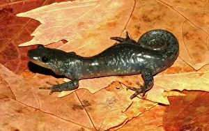 Jefferson: Jefferson Salamander