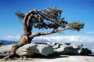 Windswept: Jeffrey Pine