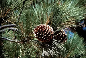 Bonnie Weisser: Jeffrey Pine