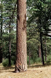 Bonnie Weisser: Jeffrey Pine Tree - full of acorns
