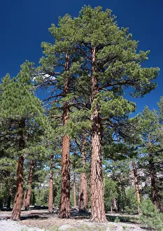 Firs: Jeffrey Pine woodland, at c. 8000 ft