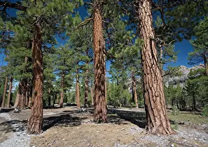 Firs: Jeffrey Pine woodland, at c. 8000 ft