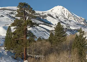 Jeffreyi: Jeffrey's Pine - on east side of Sierra Nevada in winter