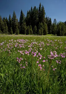 Jeffreyi: Jeffrey's Shooting Star - in damp grassland