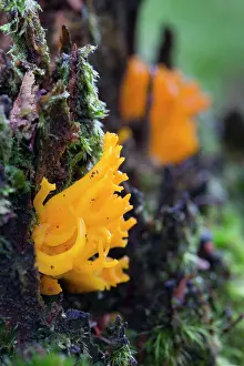 Jelly: Jelly Antler Fungus - Autumn