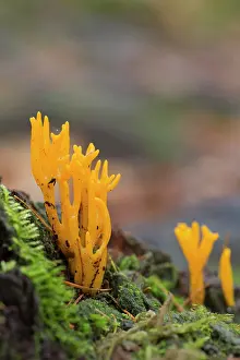 Jelly: Jelly Antler Fungus - Autumn