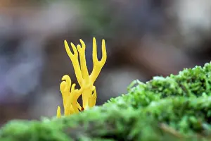 Toadstool: Jelly Antler Fungus - UK