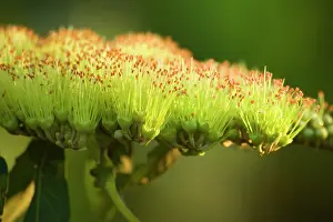 Jelly: Jelly Flower - a yellow blooming jelly flower in full bloom