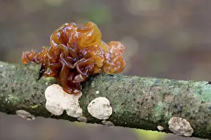 Jelly: Jelly Leaf Fungus
