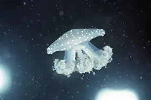 Chris Martin Bahr: JELLYFISH