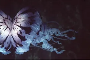 Kissing: JELLYFISH