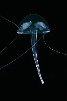 Jelly: Jellyfish