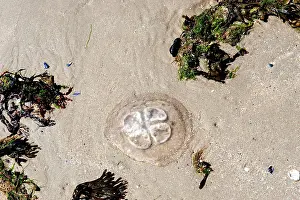 Tideland: Jellyfish on the beach of the island Baltrum, East